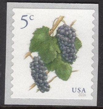 100 GRAPES 5c Stamps Mint 12 Strips of 8 + 1 Strip of 4 - FRUIT Unused Fresh, Bright US Postage Stamps - Vintage 2016