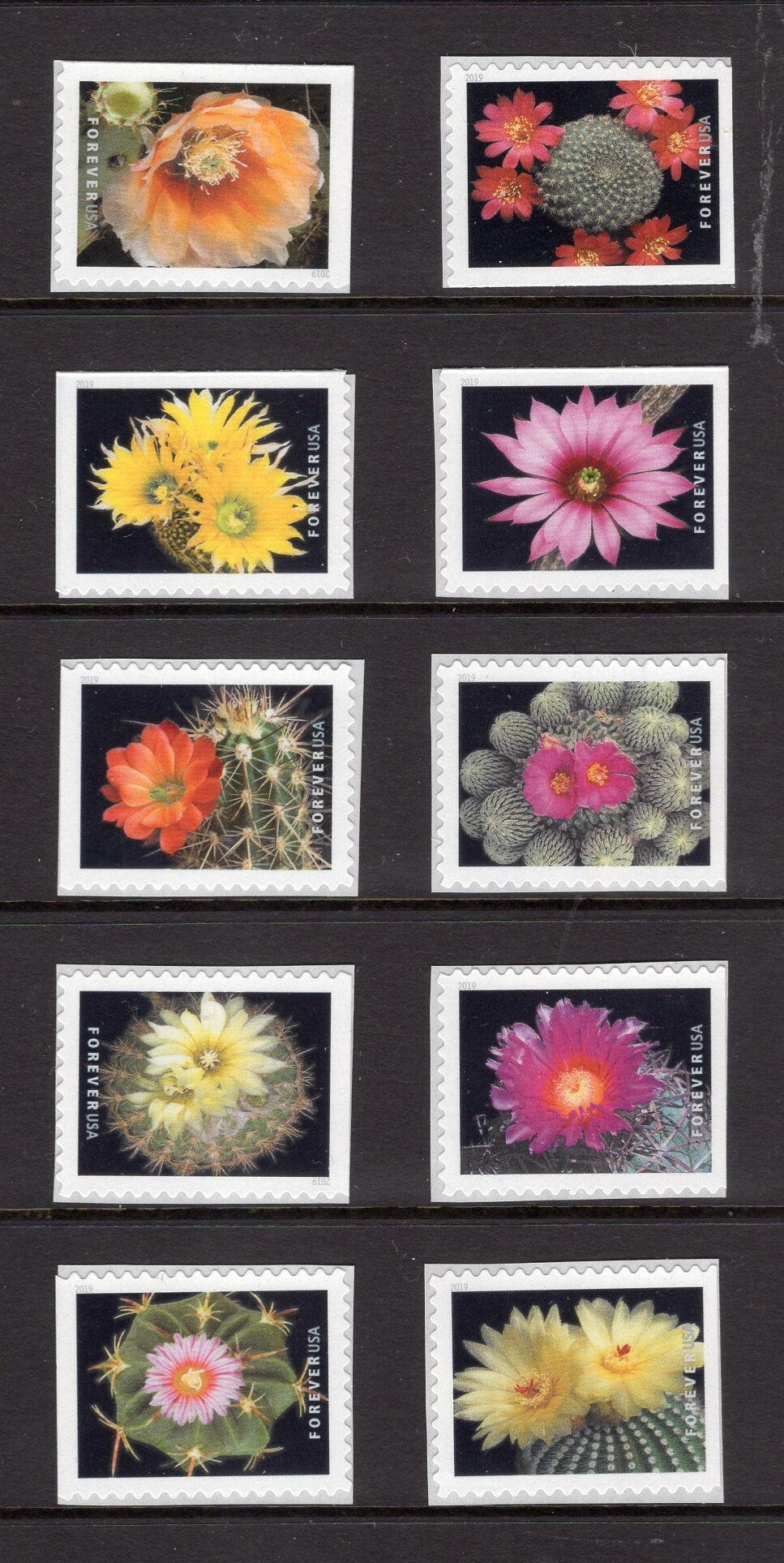 10 FLOWERING CACTUS Forever USA Postage Stamps Great Wedding Bright, Post Office Fresh - Vintage 2019 - Stock# 5350 ping