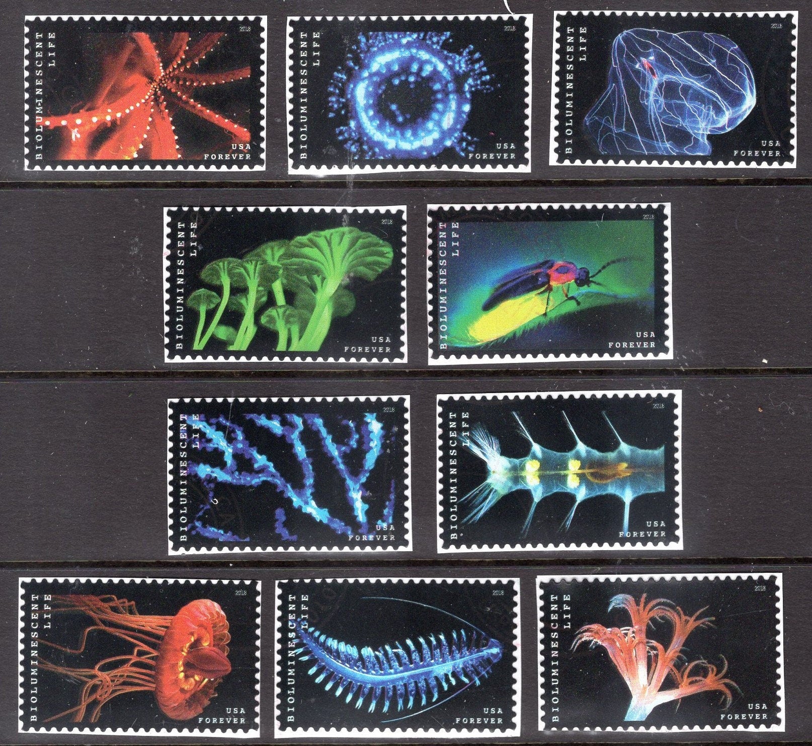 10 BIOLUMINESCENT BIOLUMINESCENCE Sea LIFE Stamps Science Biology Wedding Invites Vintage 2018 Quick Shipping Stock# 5264 